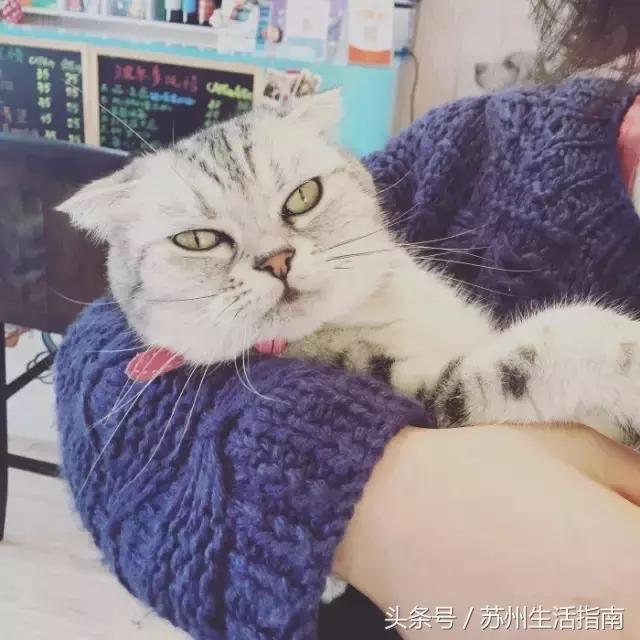 带狗取快递惊现惨剧，猫咪无辜丧命，背后真相引人深思