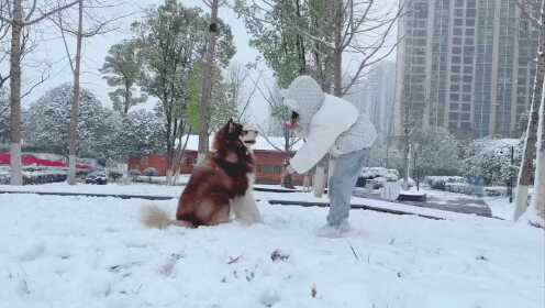 推荐，雪域奇缘！狗狗顽强拽主遛弯，雪天遛狗背后的暖心故事