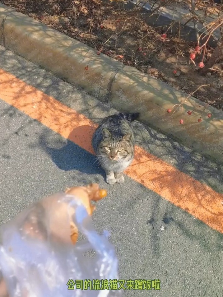 流浪猫虽饿犹蹭，喂食者的温暖记忆与城市的关怀缺失