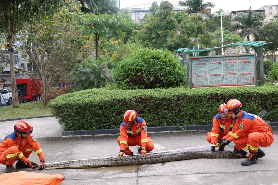 建议，惊现菜地！130斤巨蟒悠闲日光浴，神秘现象引发无数猜想