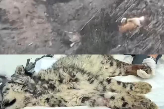 放恶犬围捕雪豹致其瘫痪？真相究竟如何？揭秘事件背后不为人知的秘密！