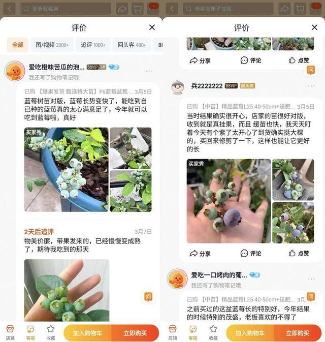 蓝莓盆栽火了，一个月成交超百万盆的奇迹